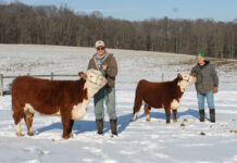 Hobby Herefords: Grudosky Farms raises Miniature Herefords on small acreage Bob and Jeff Grudosky