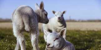 Feeling nostalgic in a season of change lambs