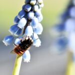 Skipping yard cleanup can help bee populations mason bee