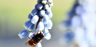 Skipping yard cleanup can help bee populations mason bee