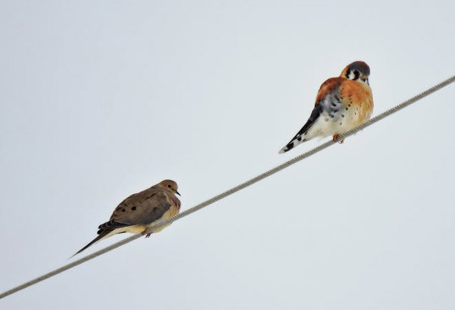 mourning dove and kestrel