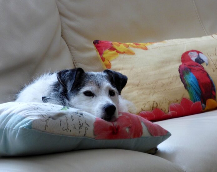 napping dog napping dog