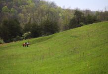 Wayne National Forest monitoring slump in Timbre Ridge Dam after heavy rainfall