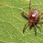 Ohio State combats Asian longhorned tick with new tick testing service, other research efforts