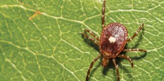 Ohio State combats Asian longhorned tick with new tick testing service, other research efforts