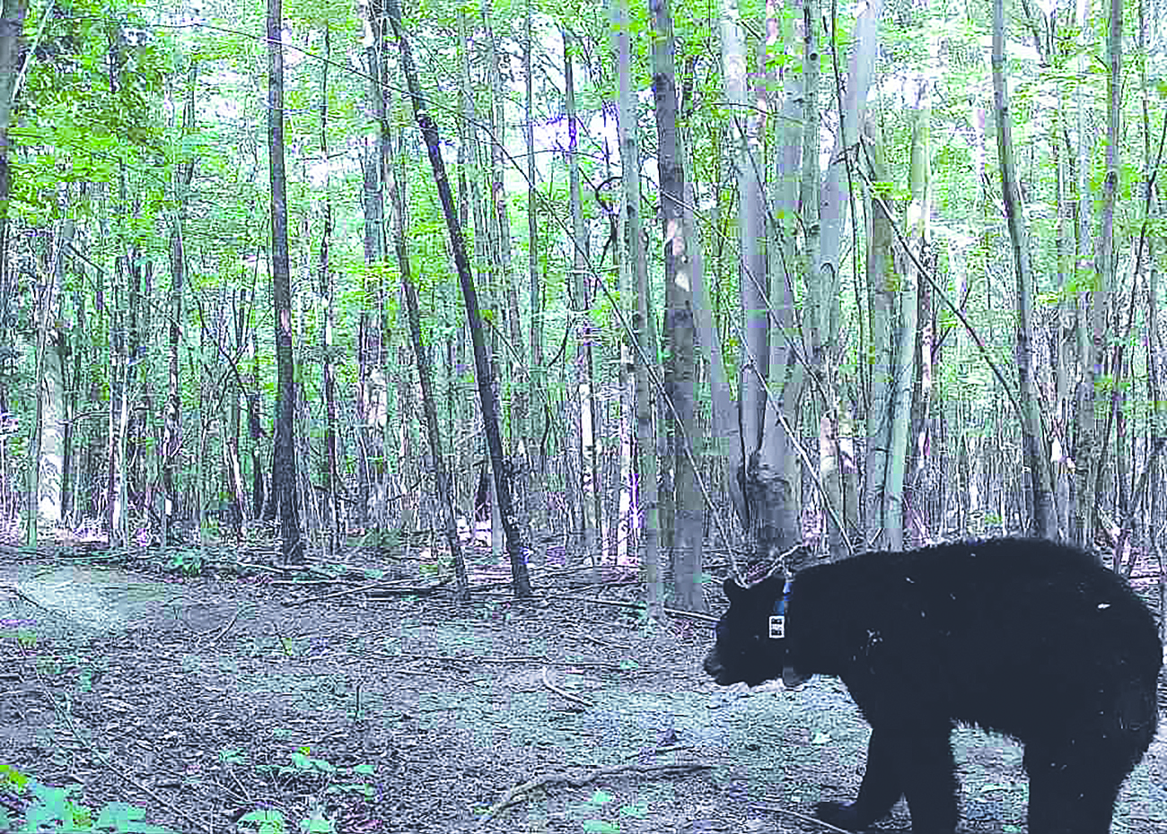 bear with transmitter