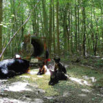 Bear bandits: Ohio beehive raids increase as black bear populations grow bear and cubs