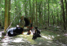 Bear bandits: Ohio beehive raids increase as black bear populations grow bear and cubs