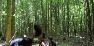 Bear bandits: Ohio beehive raids increase as black bear populations grow bear and cubs