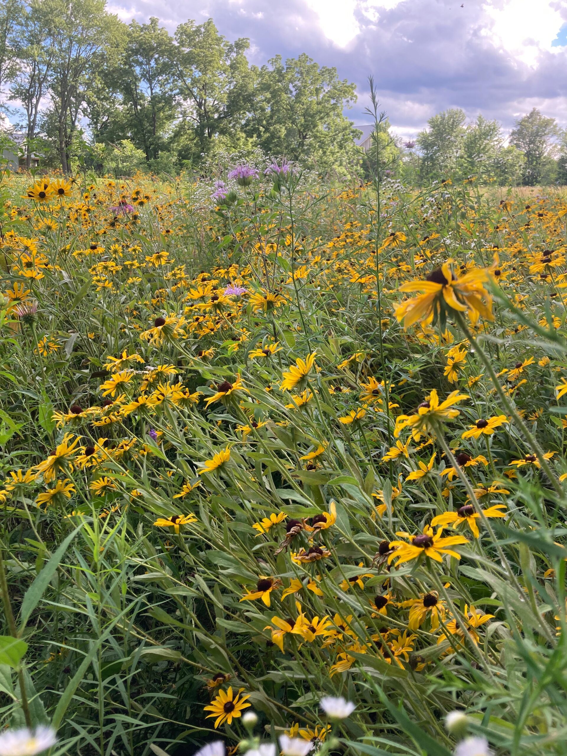 Pettit's Green Thumb Farm