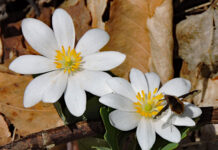 Bloodroot blossom