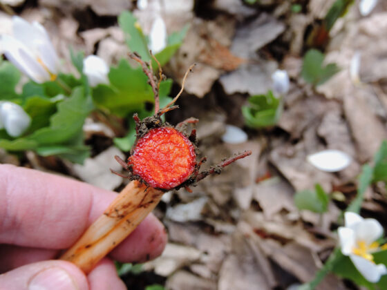 Bloodroot rhyzome