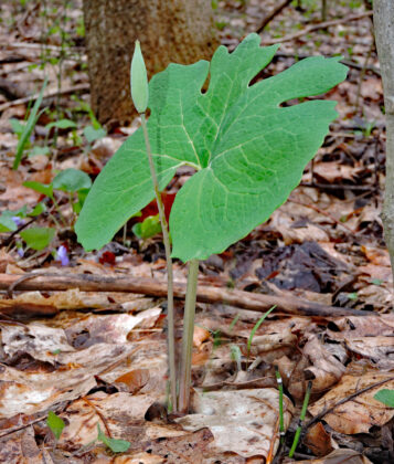 Bloodroot seed pod