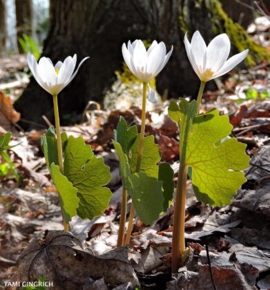 Bloodroot with leaf around stem