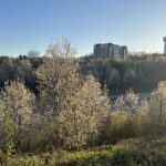 Ohio and Pa. programs target the invasive Callery pear tree Callery pear trees