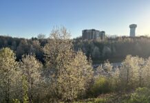 Ohio and Pa. programs target the invasive Callery pear tree Callery pear trees