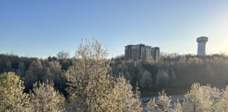 Ohio and Pa. programs target the invasive Callery pear tree Callery pear trees