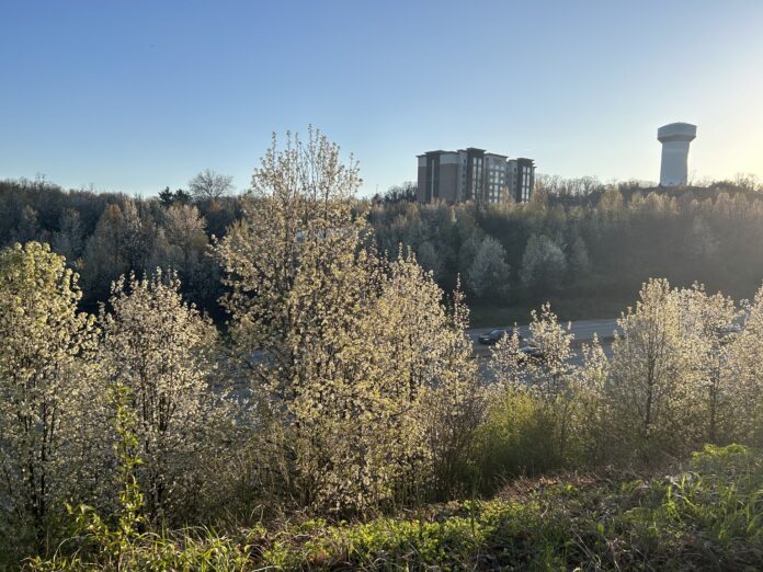 Callery paer Callery pear trees