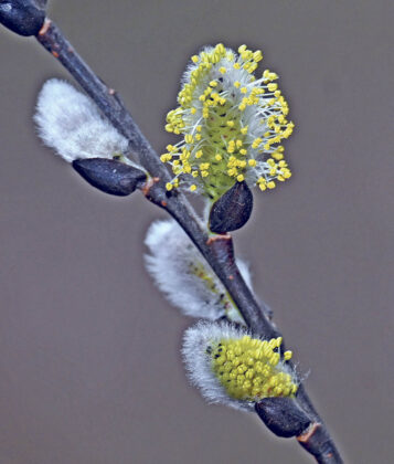 Catkins in bloom
