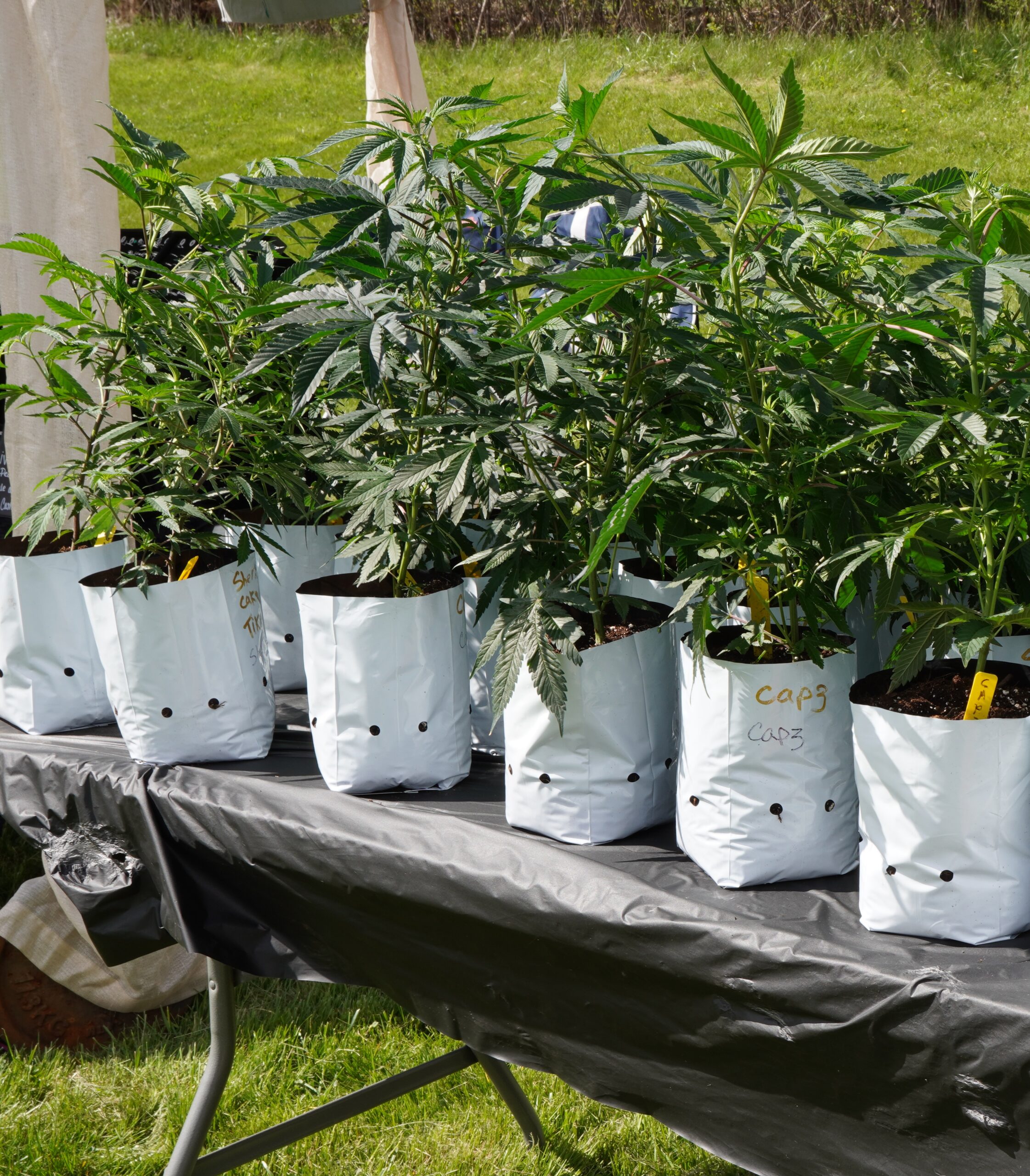 Ohio Cannabis Farmers Market