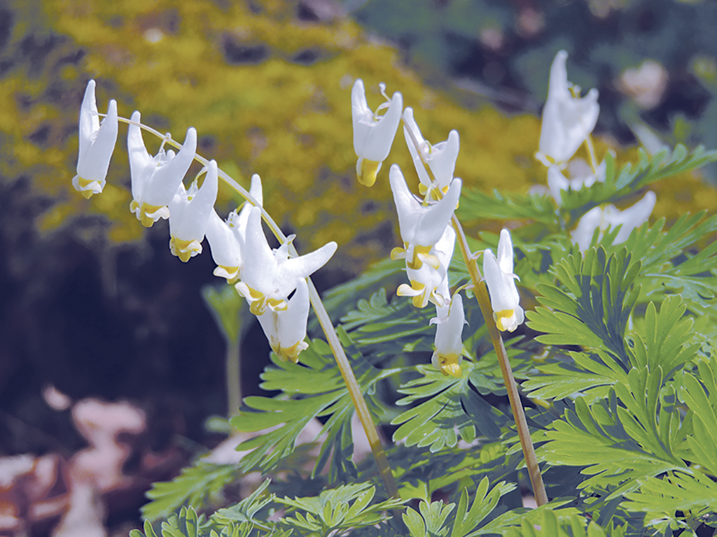 Dutchmans breeches