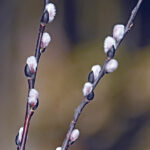 Pussy willows — meow! Furry catkins