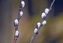 Pussy willows — meow! Furry catkins