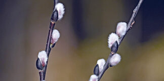 Pussy willows — meow! Furry catkins