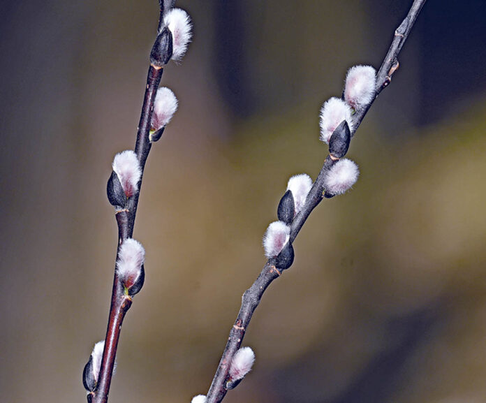 Furry catkins