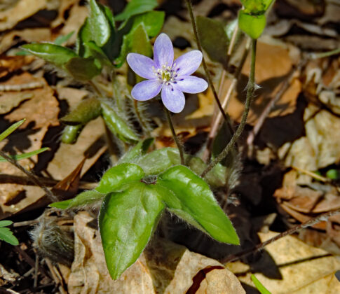 Hepatica 3-lobed leaf