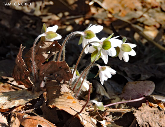 Hepatica