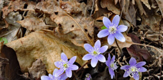 An ephemeral emergence: Part 1 Hepatica flowers