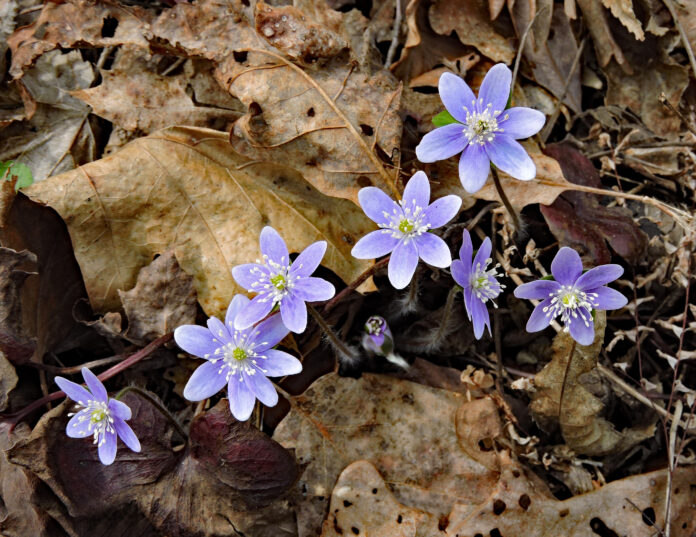 Hepatica flowers