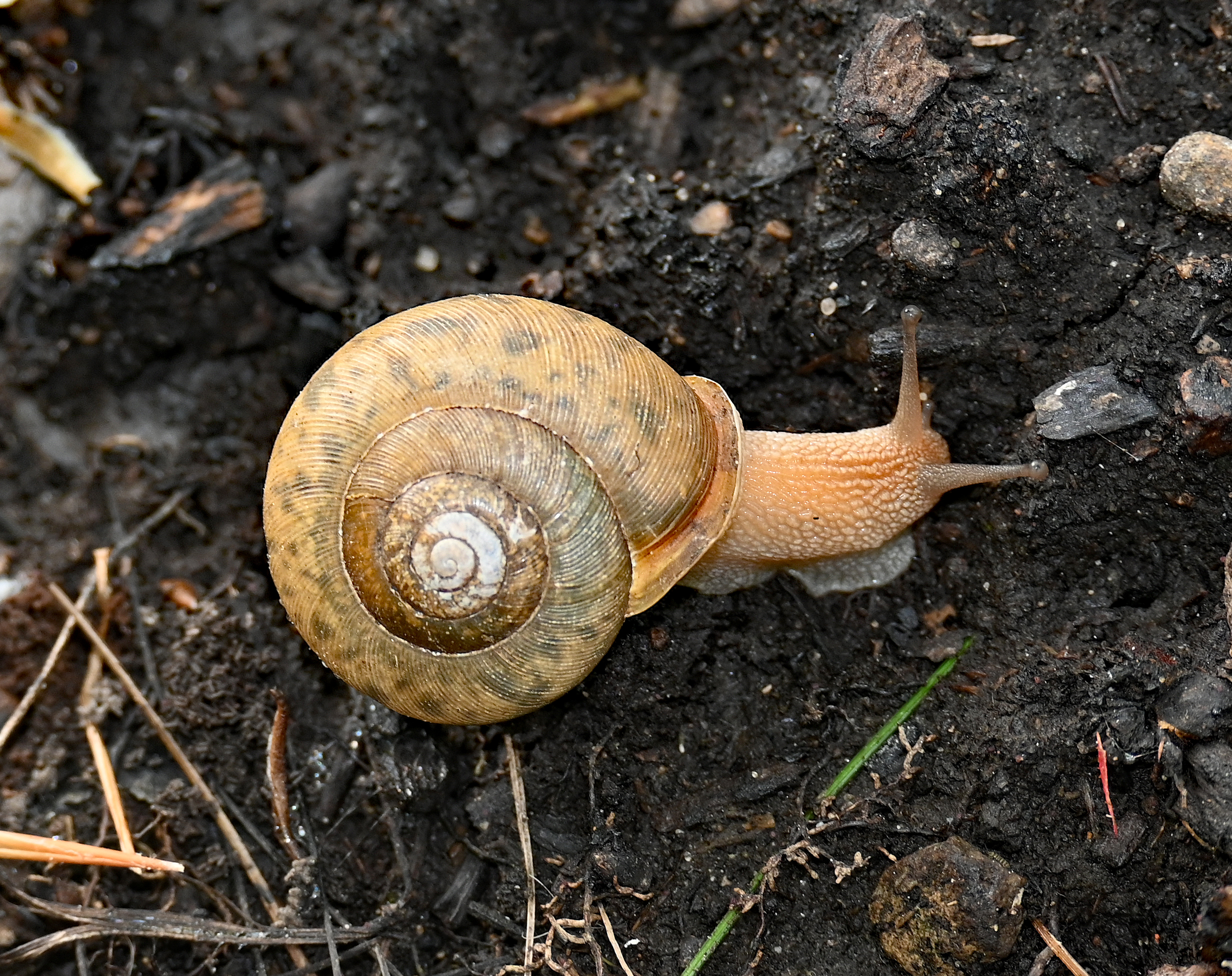 Land snail
