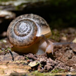 Slugs and snails: A bane for gardeners Land snail