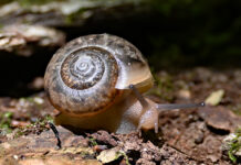 Slugs and snails: A bane for gardeners Land snail