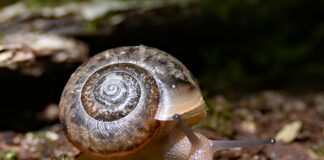 Slugs and snails: A bane for gardeners Land snail