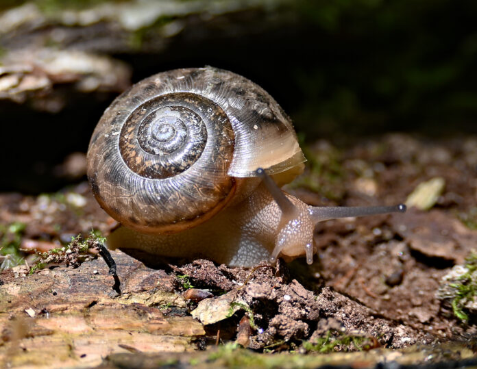 Land snail Land snail