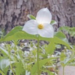 Spring ephemerals, part 2: Where are they? Large-flowering trillium