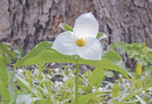 Spring ephemerals, part 2: Where are they? Large-flowering trillium