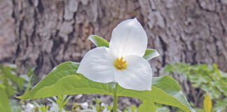 Spring ephemerals, part 2: Where are they? Large-flowering trillium