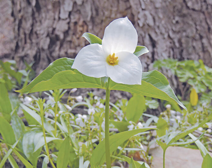 Large-flowering trillium
