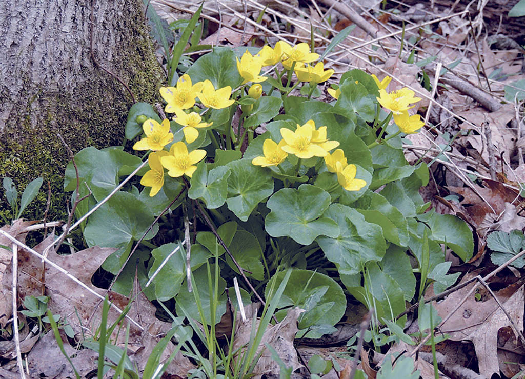 Marsh Marigold