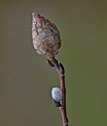 Pine cone willow gall