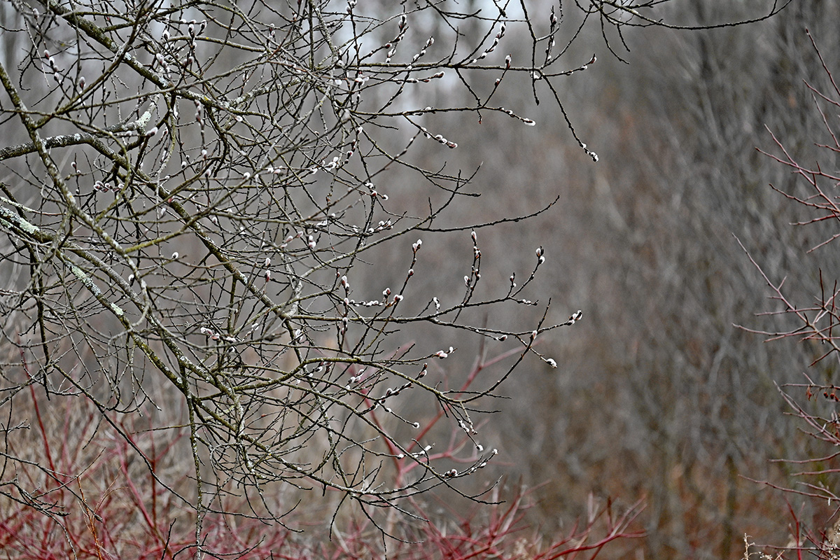 Pussy willow in a wetland