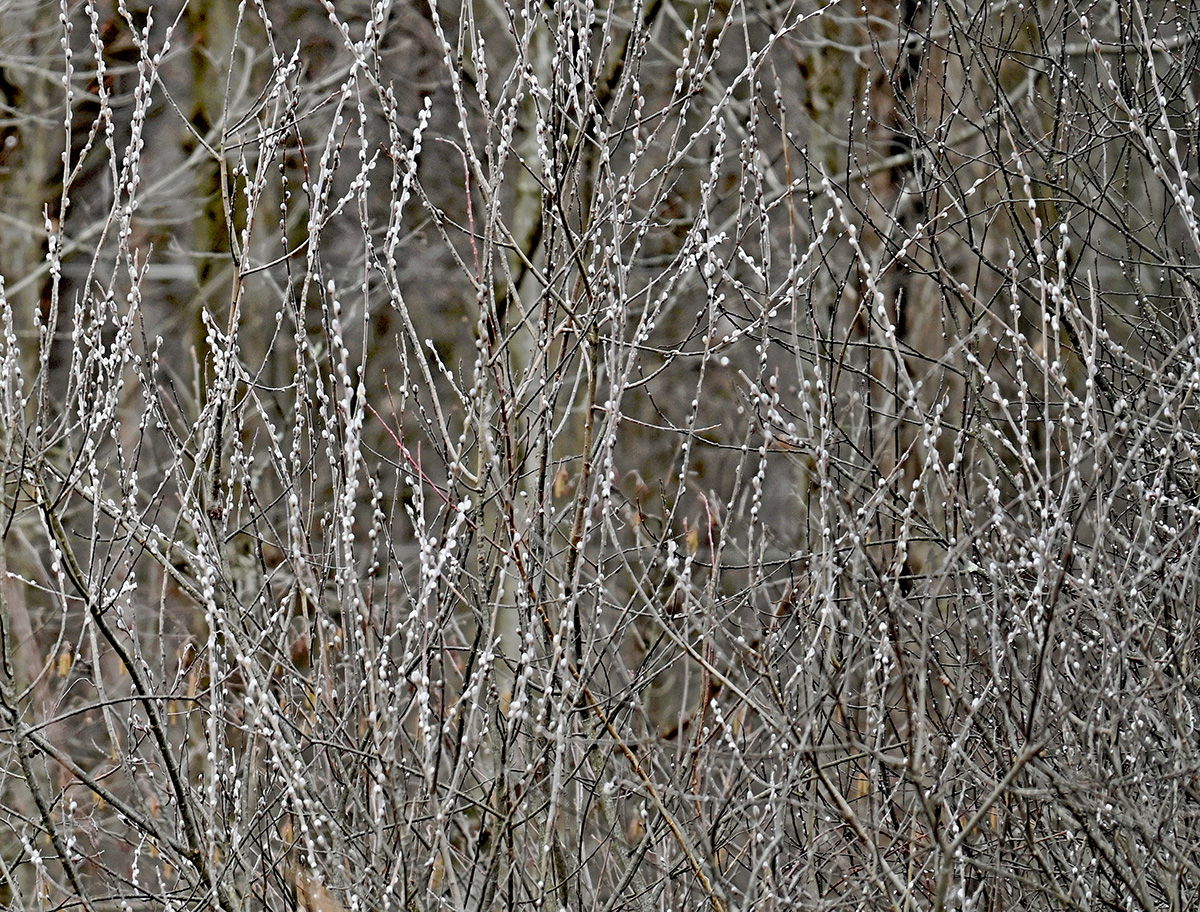 Pussy willows in bloom