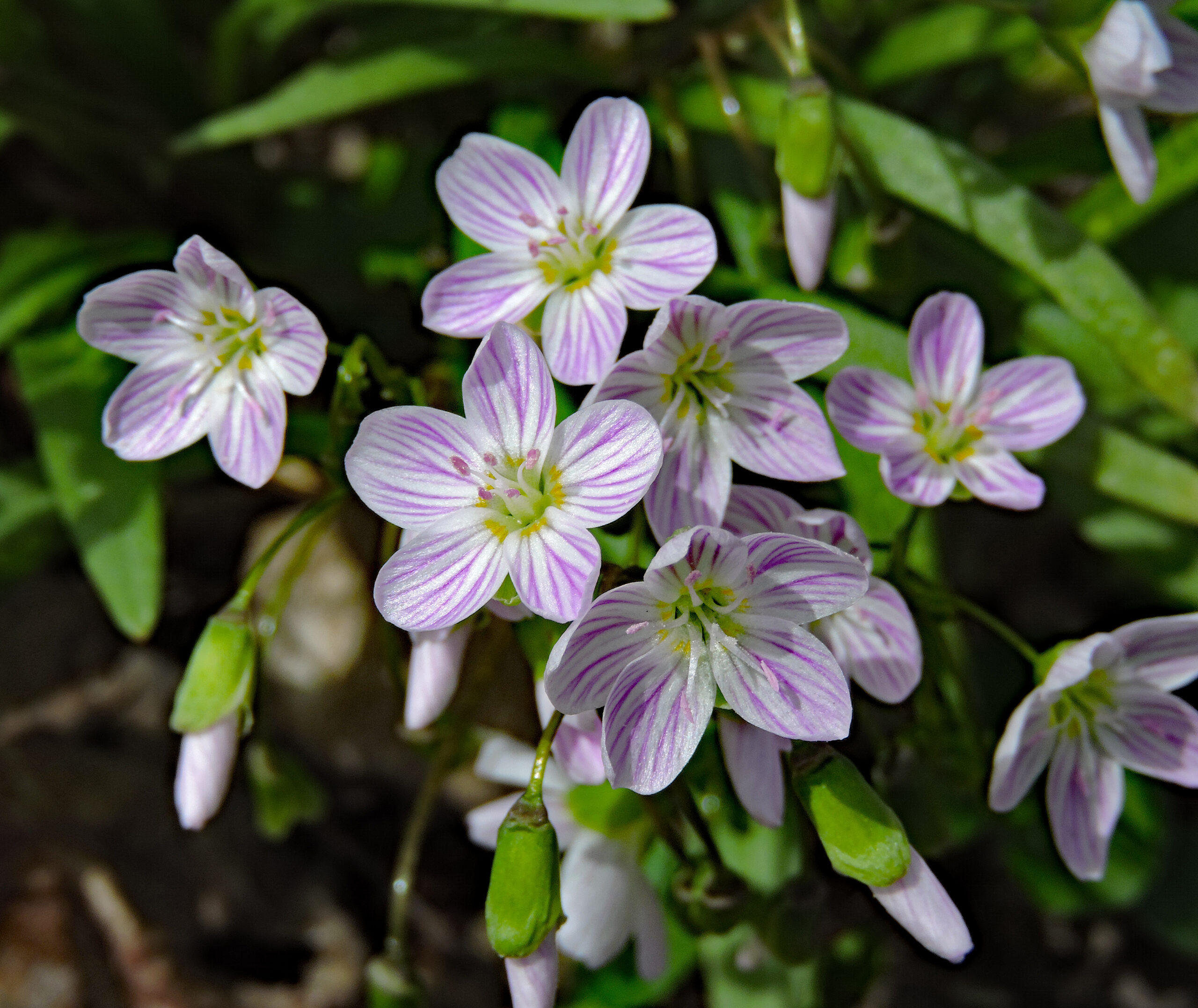 Spring beauty runway