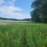 Connection matters: How to create wildlife corridors Wildlife corridor