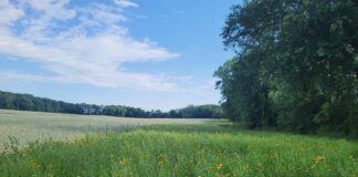 Connection matters: How to create wildlife corridors Wildlife corridor