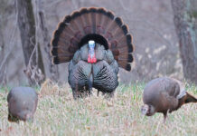 The return of Big Bird turkey tom